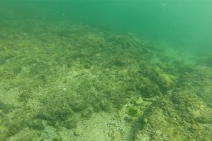 Peisaje din Marea Neagra - Nemo Diving Center 201